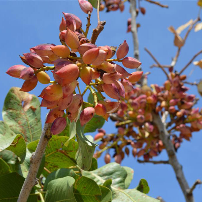 pistachios